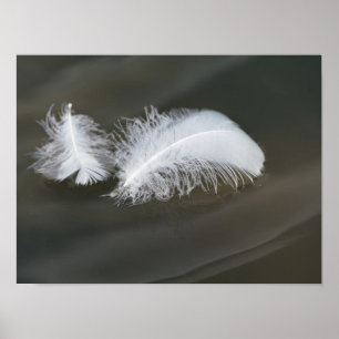 Flytande gåsfjädrar poster