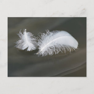 Flytande gåsfjädrar vykort