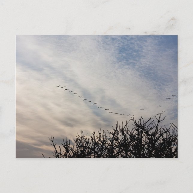 Flytande gäss vykort (Framsida)