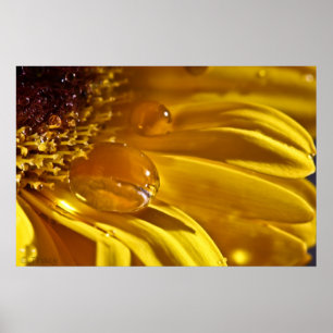 Flytande Guld Poster