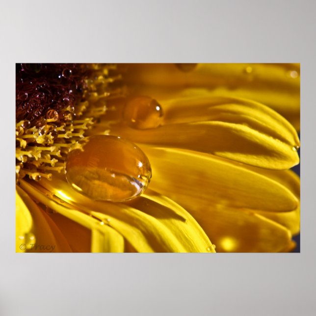 Flytande Guld Poster (Framsidan)