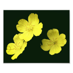 Flytande Gult Vild Geranium Flowers 8x10 Fototryck