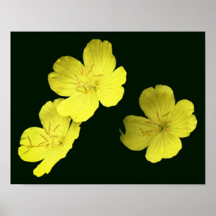 Flytande Gult Vild Geranium Flowers Poster