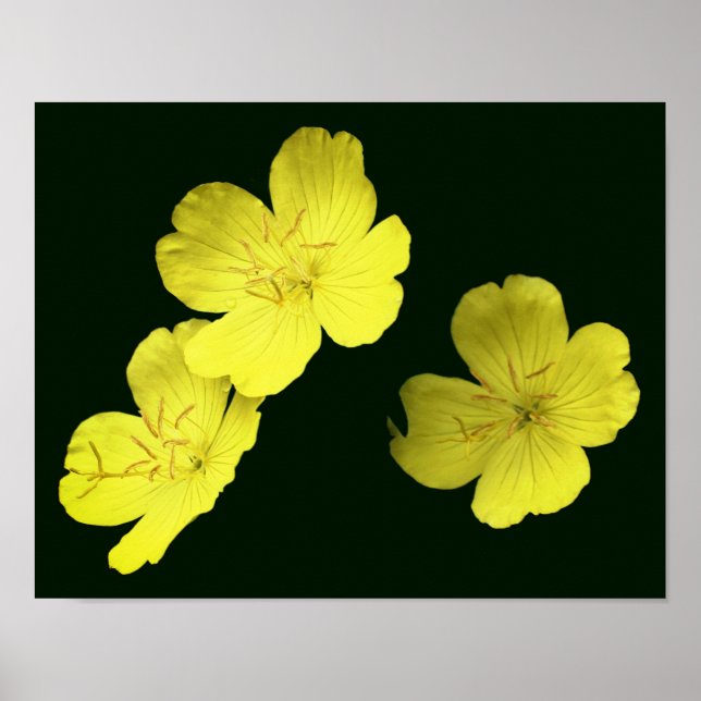 Flytande Gult Vild Geranium Flowers Poster (Framsidan)