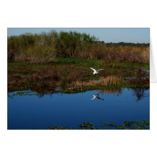 Flytande Heron reflekterad Hälsningskort