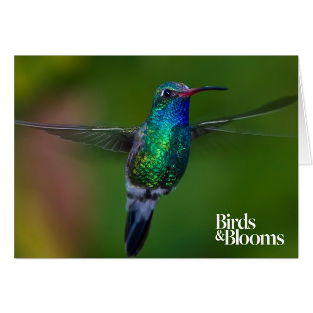 Flytande Hummingbird Hälsningskort (Framsidan Horizontal)