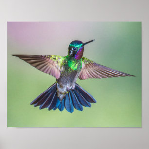 Flytande hummingbird Lila, Grönt och blått Poster