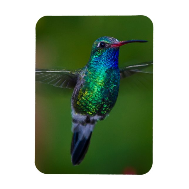 Flytande Hummingbird Magnet (Vertikal)