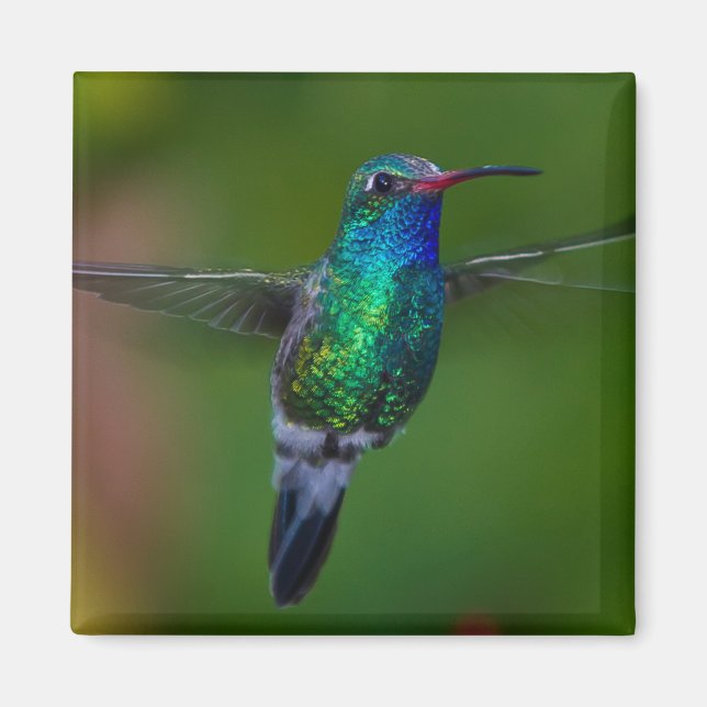 Flytande Hummingbird Magnet (Framsidan)