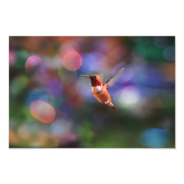 Flytande hummingbird och färglös bakgrund fototryck (Framsidan)