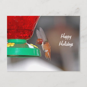 Flytande Hummingbird och Hummingbird Feeder Helg Vykort