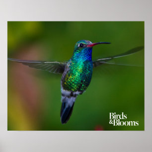 Flytande Hummingbird Poster