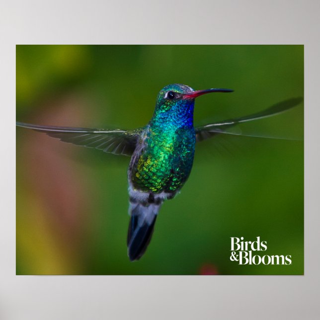 Flytande Hummingbird Poster (Framsidan)