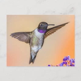 Flytande Hummingbird Tittar på din Orange och Lila Vykort