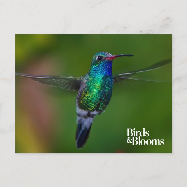 Flytande Hummingbird Vykort (Framsida)