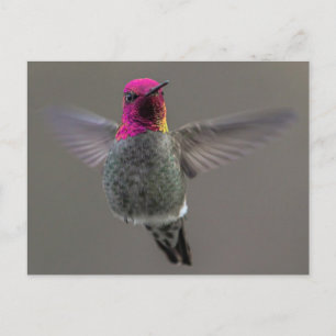 Flytande Hummingbird Vykort