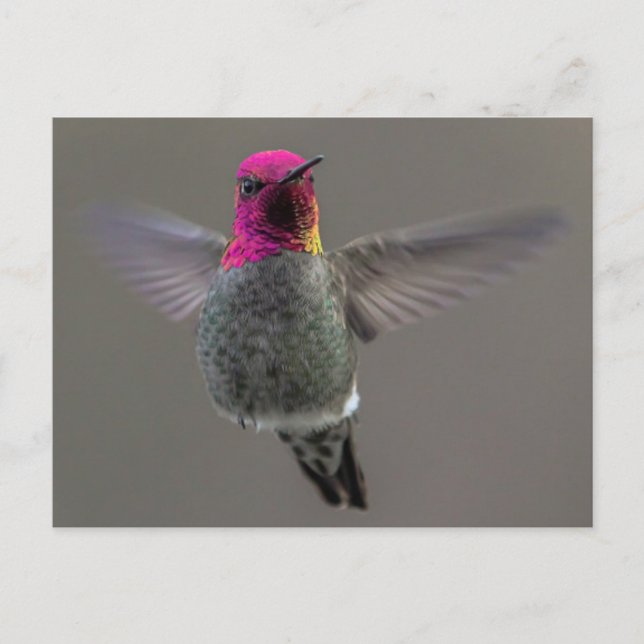 Flytande Hummingbird Vykort (Framsida)