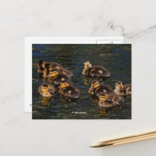 Flytande levande Kork: Cute Mallard Ducklings Vykort