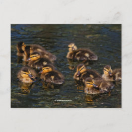 Flytande levande Kork: Cute Mallard Ducklings Vykort
