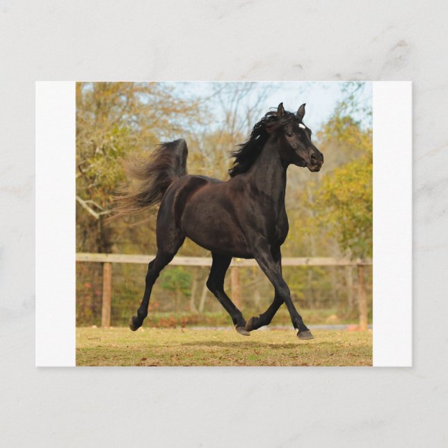 Flytande på luft vykort (Framsida)