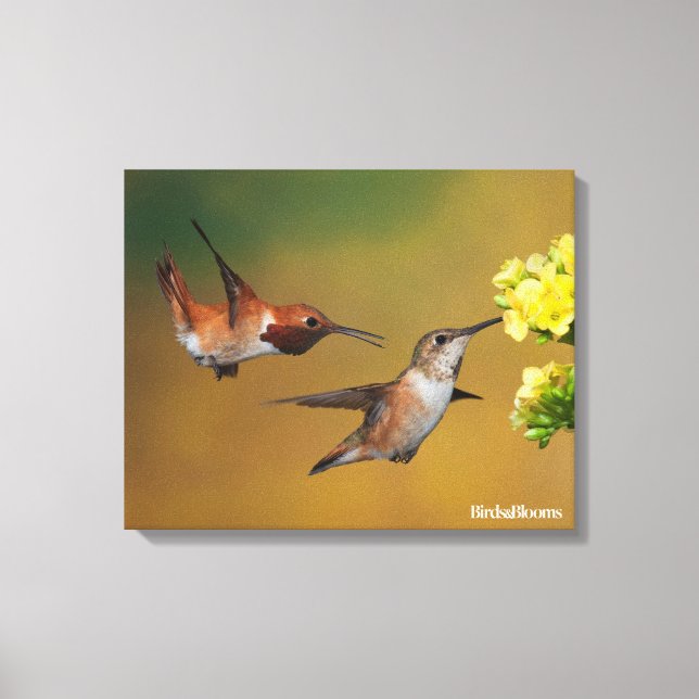 Flytande Rufous Hummingbird Canvastryck (Framsida)