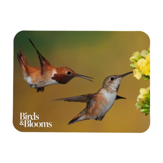 Flytande Rufous Hummingbird Magnet (Horisontell)