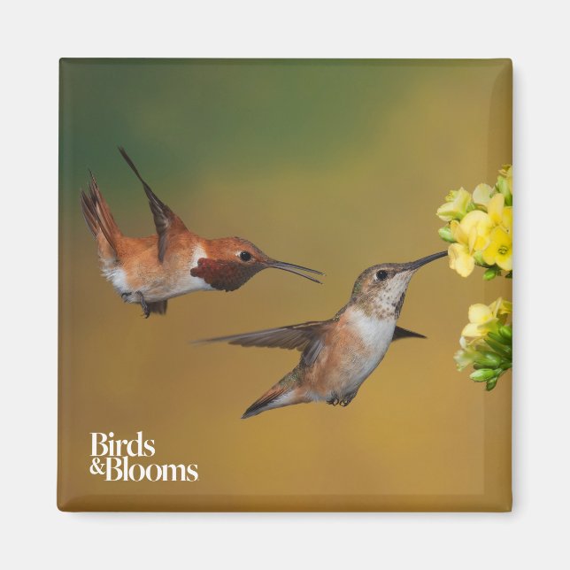 Flytande Rufous Hummingbird Magnet (Framsidan)