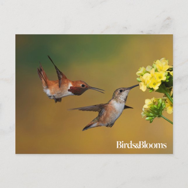 Flytande Rufous Hummingbird Vykort (Framsida)