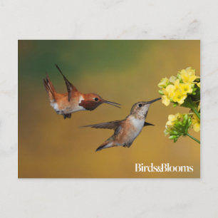 Flytande Rufous Hummingbird Vykort