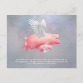 Flytande smågrisar vykort