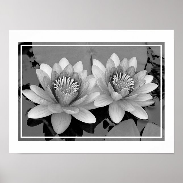 Flytande vattenlilja Lotus Affisch (Framsidan)