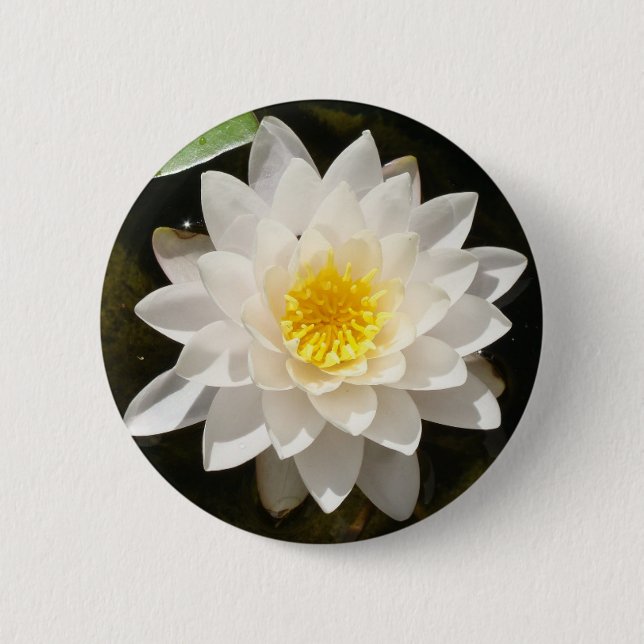 Flytande vit vattenlilja lotus knapp (Framsida)