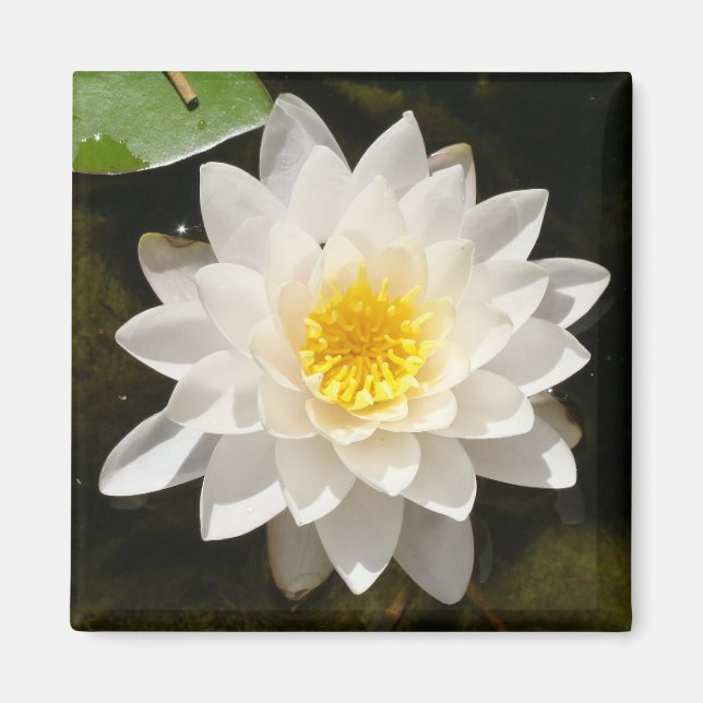 Flytande vit vattenlilja Lotus  Magnet (Framsidan)