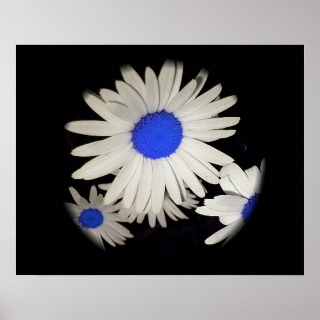 Flyter Daisy Poster (Framsidan)