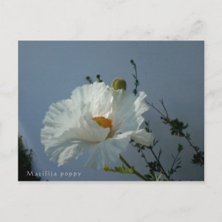 Flyter Matilija Poppy Postcard Vykort