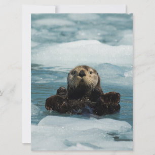 Flyter Otter