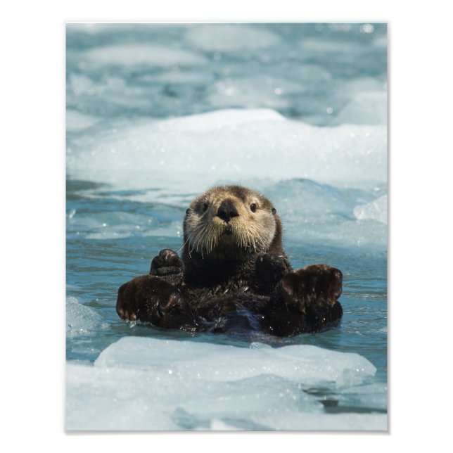 Flyter Otter Fototryck (Framsidan)