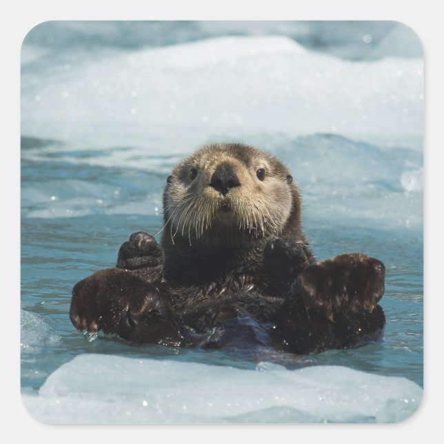 Flyter Otter Fyrkantigt Klistermärke (Framsida)