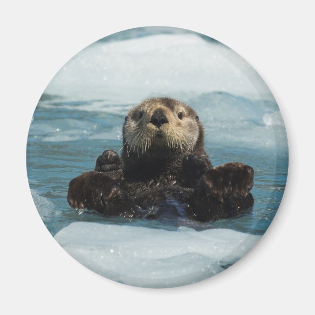 Flyter Otter Magnet (Framsidan)