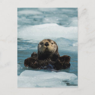 Flyter Otter Vykort