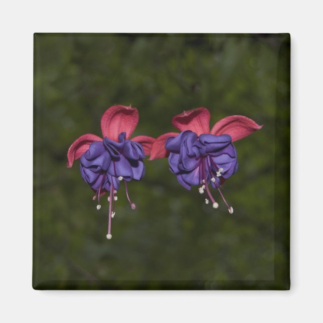 Flyter Rosett band Magnet (Framsidan)