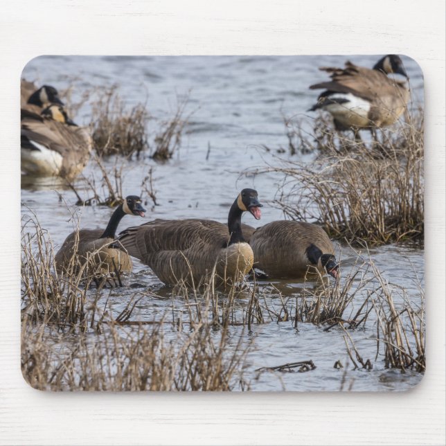 Flytta in musmatta (Framsidan)