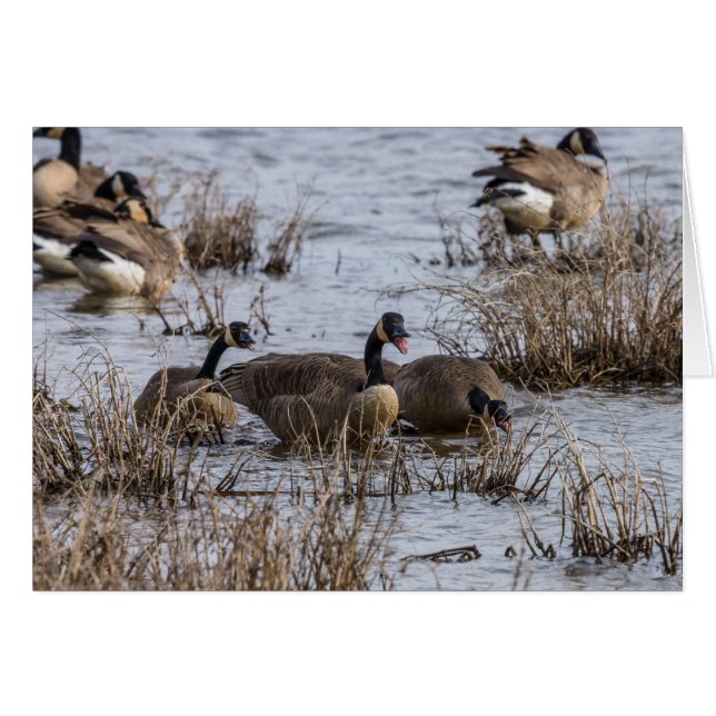 Flytta in OBS kort (Framsidan Horizontal)