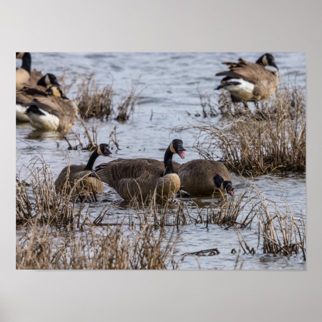 Flytta in poster (Framsidan)