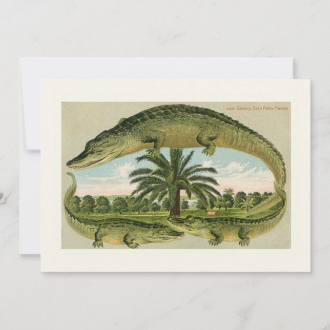 Flytta om klassisk Alligator-meddelande (Framsida)