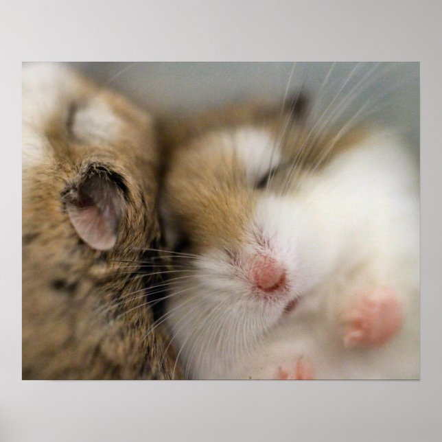 Flytta över Bob Poster (Framsidan)