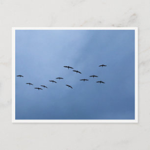 Flyttande gäss i V-formation Vykort