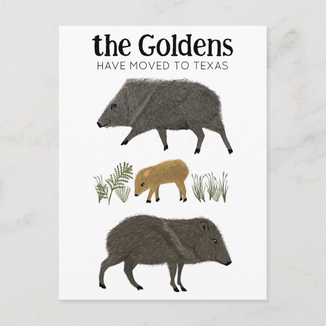 FLYTTANMÄLANDE Javelina-familj Öken Texas Vykort (Framsida)