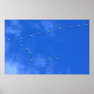 Flyttfåglar Poster