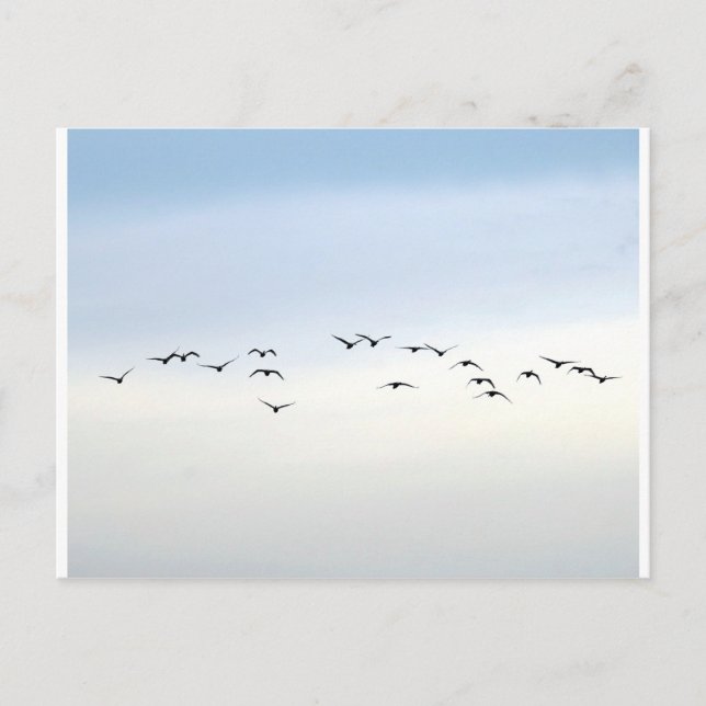 flyttfåglar vykort (Framsida)